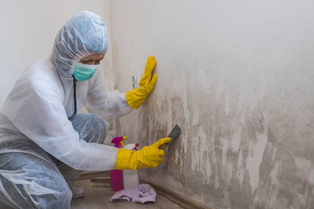 Reliable Ashville, OH Mold Remediation Solutions