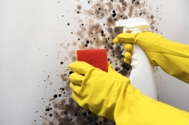 Best Preventive Mold Services in Ashville, OH