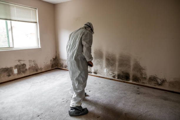 Best Insurance-Related Mold Remediation in Ashville, OH
