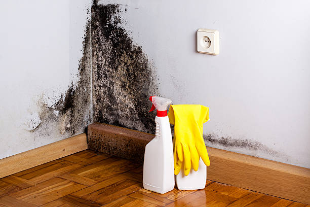  Ashville, OH Mold Removal Pros