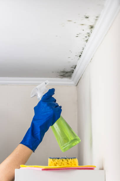 Best Emergency Mold Remediation in Ashville, OH